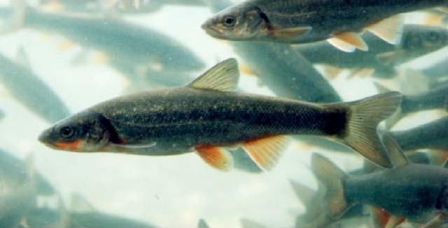 Tribolodon sachalinensis